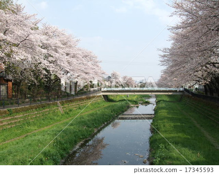 櫻花的春天的Nogawa(調布市·近一座橋) 櫻花的春天的Nogawa(調布市·近一座橋) 17345593