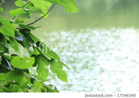 A pond 17346340
