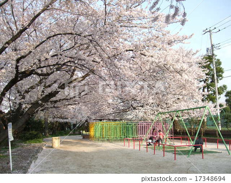 Spring Tamagawa Kamimizu 2nd park with cherry blossoms Spring Tamagawa Kamimizu 2nd park with cherry blossoms 17348694