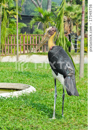 Lesser Adjutant bird 17349756