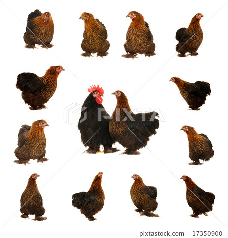 black hen 17350900