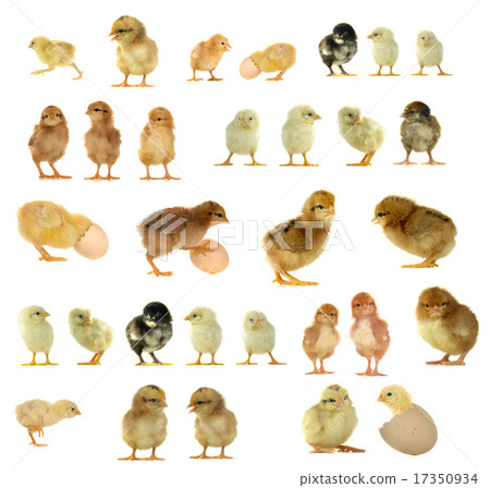 chick chick 17350934