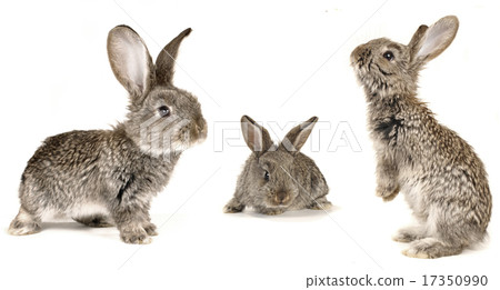 grey rabbit grey rabbit 17350990