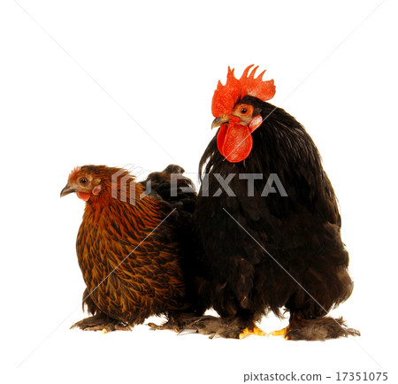 cock and hen 17351075