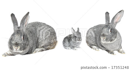 grey big rabbit 17351248