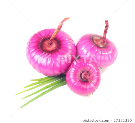 onion onion 17351350