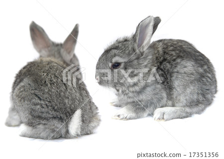 grey small rabbit grey small rabbit 17351356