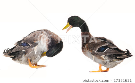 duck 17351631