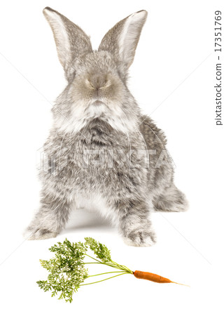 grey rabbit 17351769