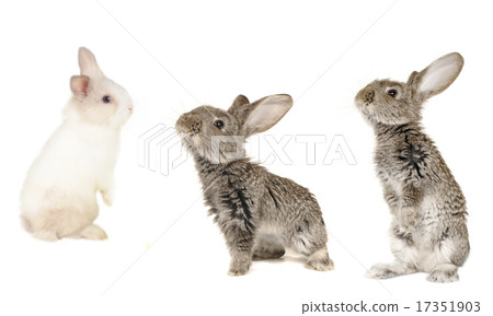 Three grey rabbit 17351903