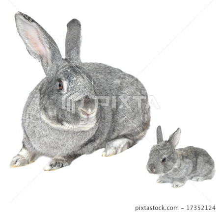 grey big rabbit 17352124