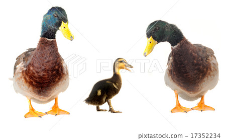 ducks ducks 17352234