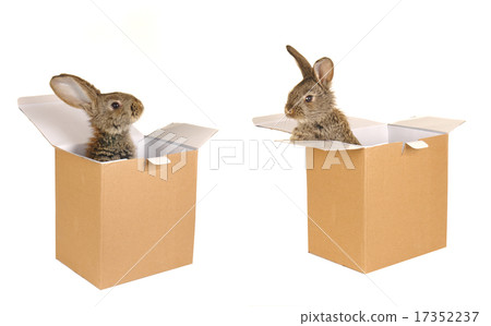 grey rabbit 17352237