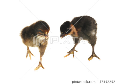 two chick two chick 17352252