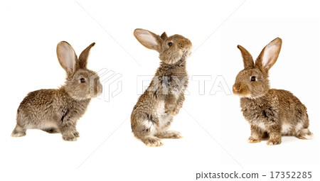 Three grey rabbit 17352285