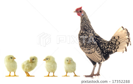 hen and chicks 17352288