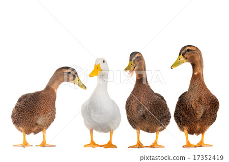 Four ducks Four ducks 17352419