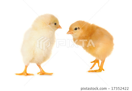chicks chicks 17352422