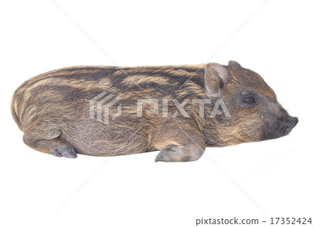 Pig small 17352424