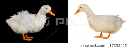 duck 17352425