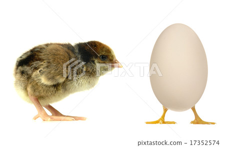 Egg Egg 17352574