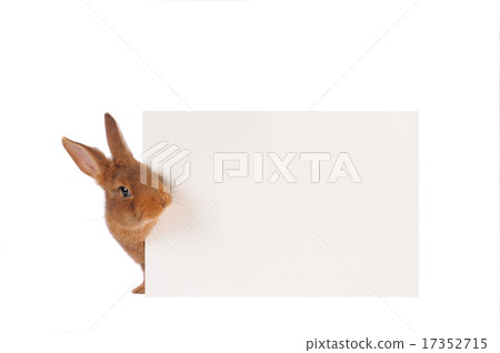 Rabbit 17352715
