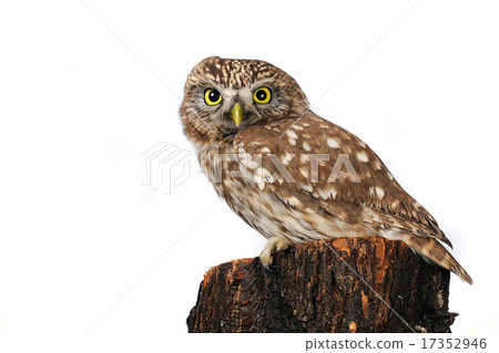 owl owl 17352946