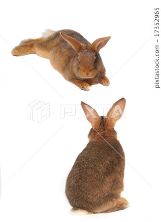 Rabbit 17352965