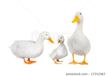 duck white duck white 17352967