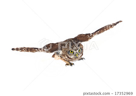 owl 17352969