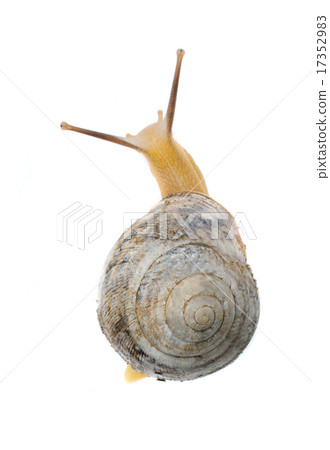 garden snail 17352983