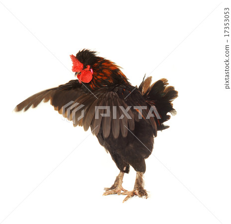 black cock black cock 17353053