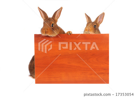 Rabbit 17353054