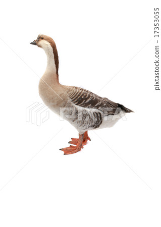goose 17353055