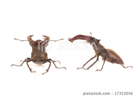 bug bug 17353056