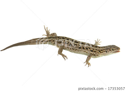 Brown lizard Brown lizard 17353057