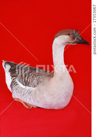 goose goose 17353067