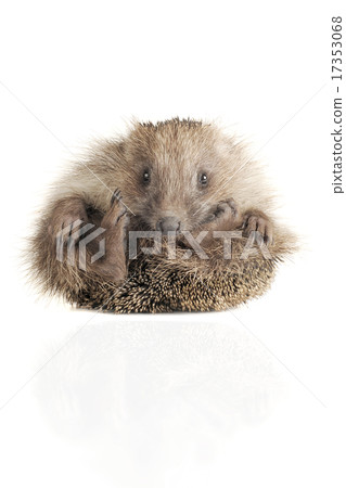 Standing hedgehog Standing hedgehog 17353068