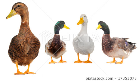 ducks ducks 17353073