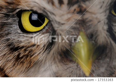portrait owl 17353163