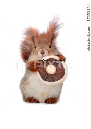 squirrel squirrel 17353194