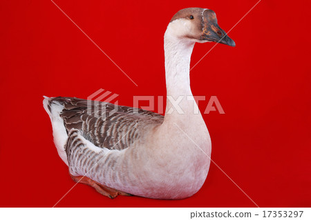 goose goose 17353297