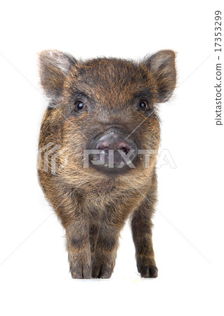Pig small Pig small 17353299