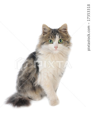 kitten 17353318