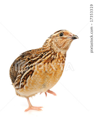 quail quail 17353319