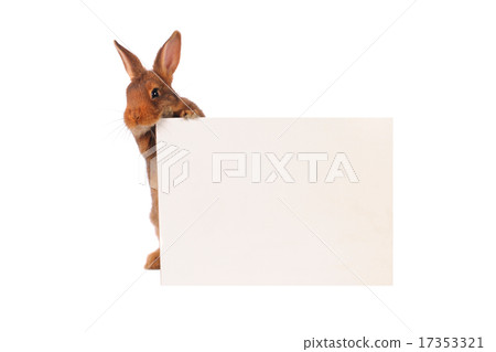 Rabbit Rabbit 17353321