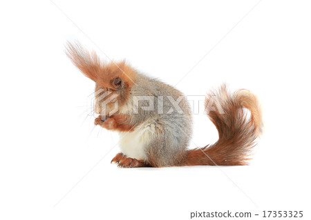squirrel, squirrel, 17353325