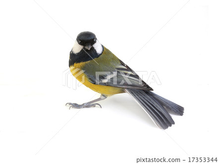 titmouse titmouse 17353344