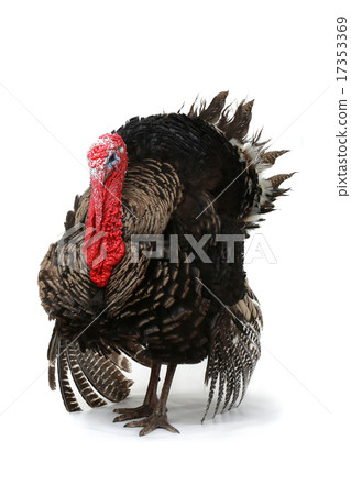 Turkey Turkey 17353369