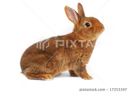 Brown Rabbit Brown Rabbit 17353397